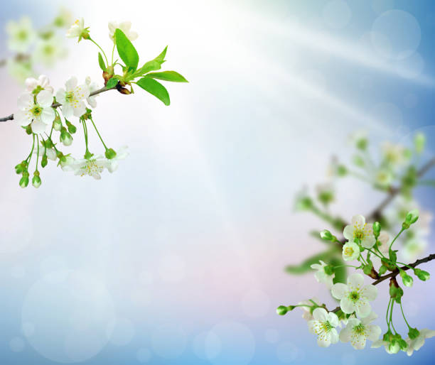 istock Spring cherry blossoms on blue background. Blossoming cherry. Branches of cherry blossoms with young foliage. 1204423779