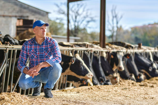 istock farmer man at farm with dairy cow 1204424006