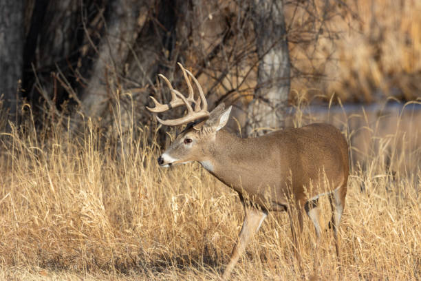 istock Whitetail Deer Buck in Autumn 1204424824