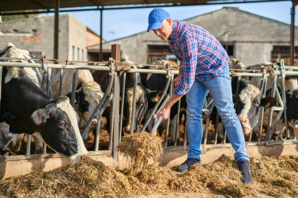 istock Portrait of a man on livestock ranches. 1204425112