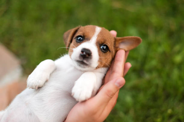 istock Man holding cute puppy Jack Russel in hands. 1204425142