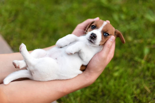 istock Man holding cute puppy Jack Russel in hands. 1204425143