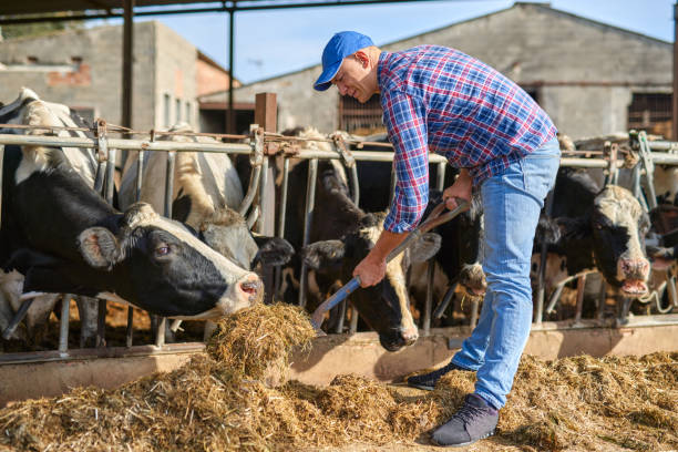 istock Portrait of a man on livestock ranches. 1204425151