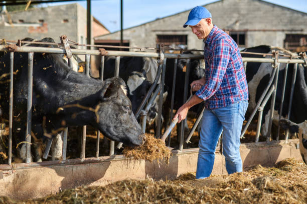 istock Man works on a livestock ranches. 1204425198