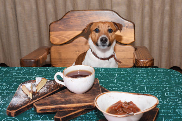 Funny hungry jack russell dog in kitchen eating and drinking tea on table