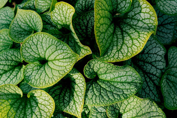 istock Bergenia leaves macro in sunshine light. 1204425296