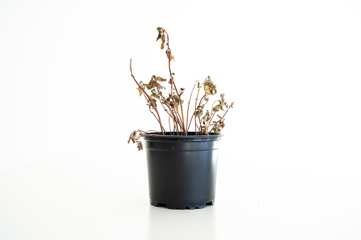 Small black plastic flower pot with a died out dried brown basil plant isolated against white