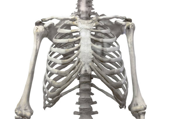 colonna vertebrale toracica, petto e costole d'osso con braccia e spalle isolate su sfondo bianco. - rib cage foto e immagini stock