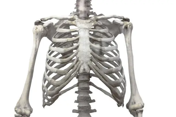 Photo of Thoracic spine, chest and ribs of bone with arms and shoulders isolated on a white background.