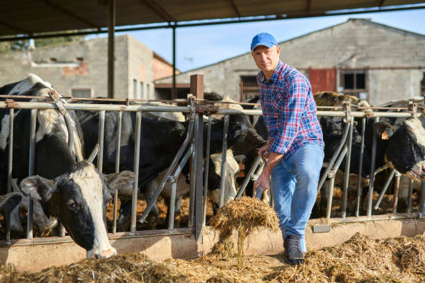 istock Portrait of a man on livestock ranches. 1204426232