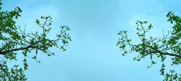 Tip of branch of tree on sky background with copy space