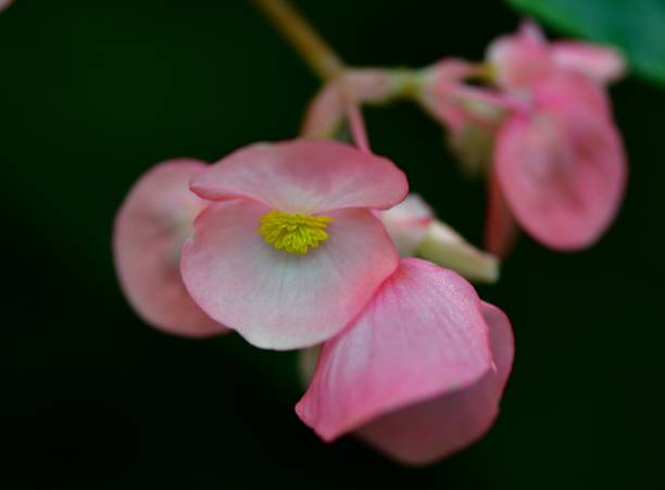 istock Pink close up flower 1204426442