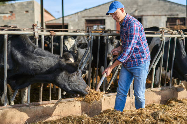istock Portrait of a man on livestock ranches. 1204426596