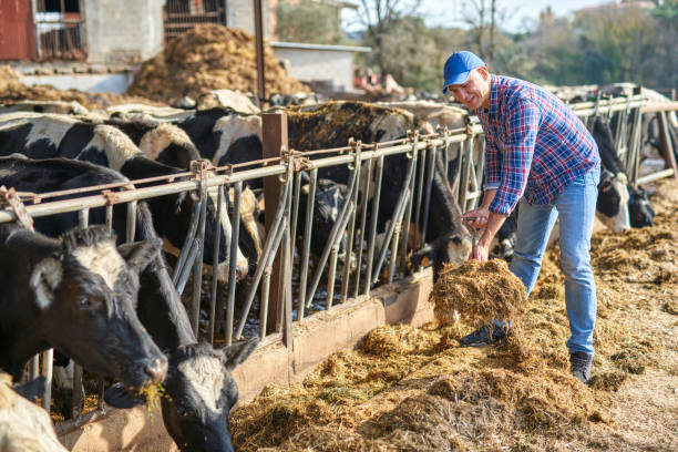 istock Man works on a livestock ranches. 1204426712