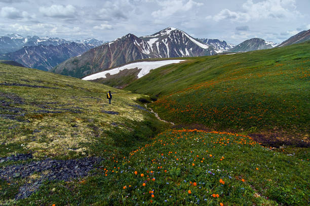 istock Green valley covered with flowers in the mountains. 1204427852