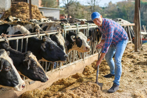 istock Portrait of a man on livestock ranches. 1204428007