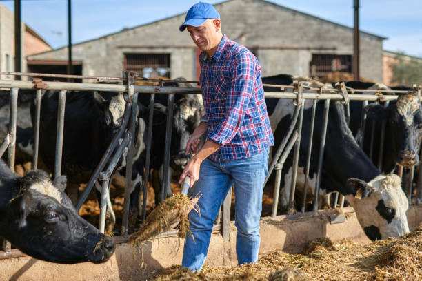 istock Portrait of a man on livestock ranches. 1204428034
