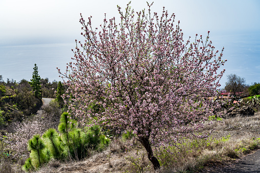 I saw this blooming almond tree on La Palma