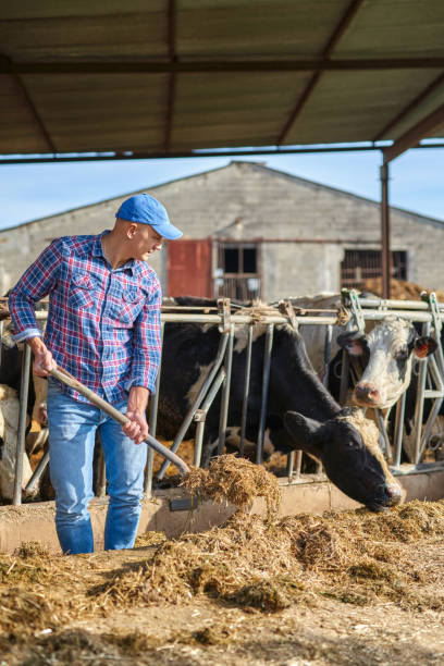 istock Portrait of a man on livestock ranches. 1204428580
