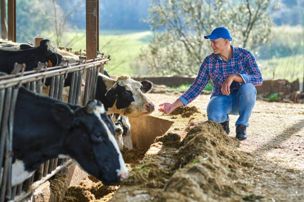 istock farmer man at farm with dairy cow 1204428674