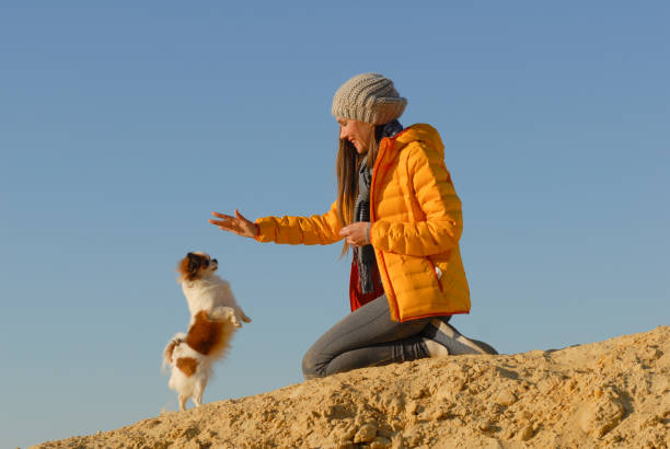 entrenamiento de obediencia canina por mujer joven feliz en sombrero y chaqueta mostrando órdenes con mano para perro chihuahua pequeño de pie en las piernas de obstáculo en la arena al aire libre - hinder fotografías e imágenes de stock