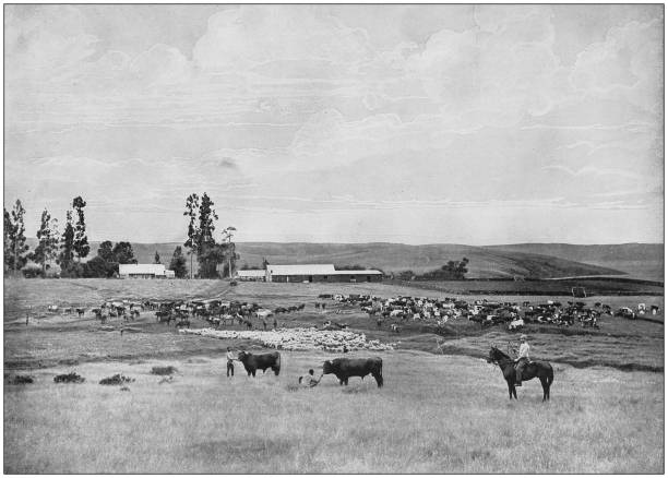 starožitná fotografie britského impéria: farma v natalu - kráva samice fotky stock ilustrace