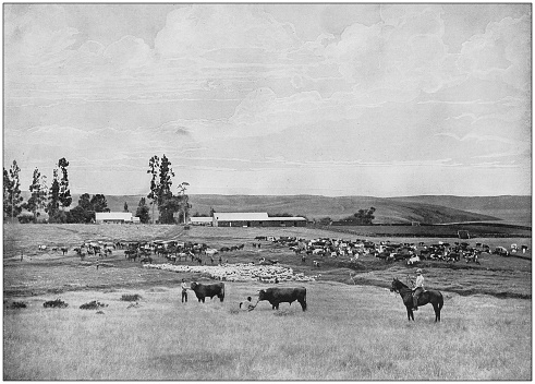 Antique photograph of the British Empire: Stock farm in Natal