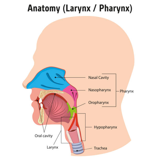 喉頭と内咽頭解剖学人間の頭、伝説。トレーニング教材や医学教育に最適 - nasopharynx点のイラスト素材／クリップアート素材／マンガ素材／アイコン素材