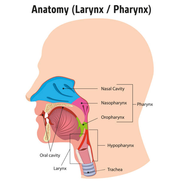 krtań i wewnętrzna anatomia gardła ludzkiej głowy, legenda. idealny do materiałów szkoleniowych i edukacji medycznej - nasopharynx stock illustrations