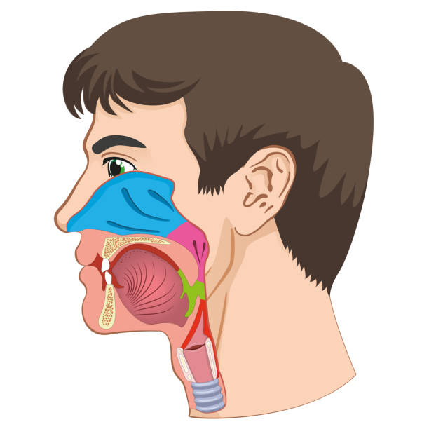 illustrazioni stock, clip art, cartoni animati e icone di tendenza di illustrazione di anatomia della testa umana laringe e faringe. ideale per materiali di formazione ed educazione medica - nasal cavity