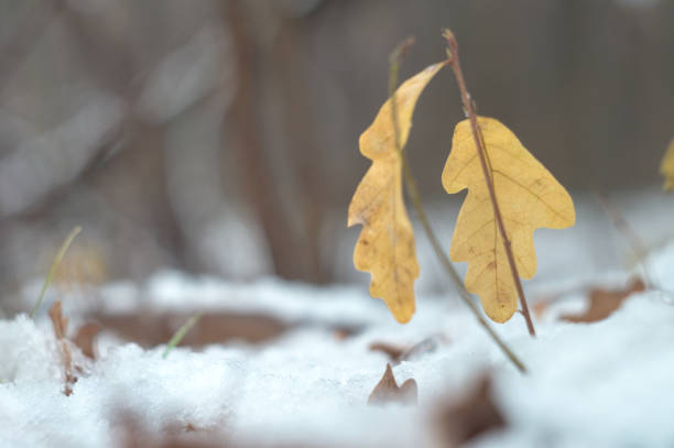 bellezza selvaggia della natura invernale dei luoghi remoti russi rurali. rami di germogli di quercia con foglie nella neve - weather vane foto e immagini stock