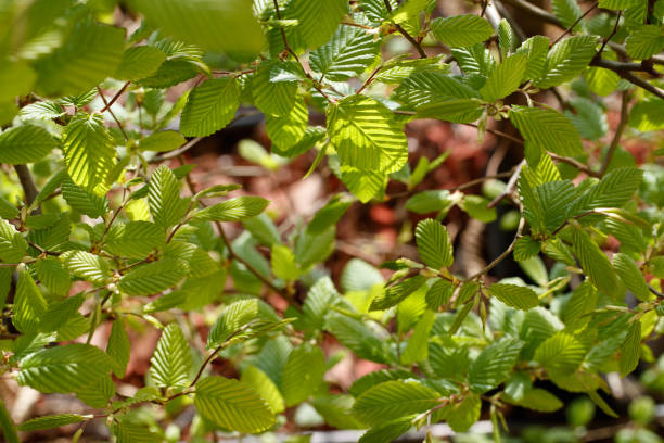istock young beech leaves (Carpinus betulus) in a hedge 1204430684