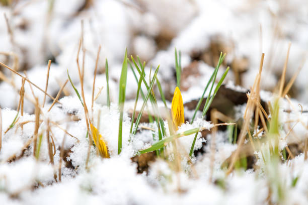istock first crocuses in the spring garden covered with snow 1204431840