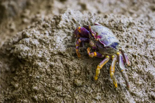 Photo of closeup of a female fiddler crab eating sand, tropical crustacean specie