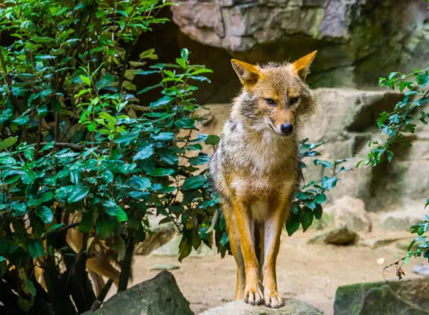 Photo of golden jackal standing on a rock, Wild dog specie from Eurasia