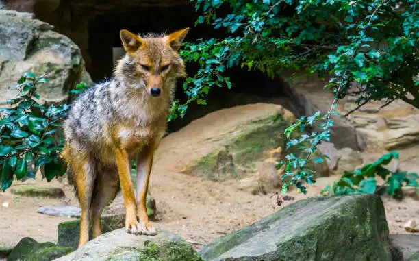 Photo of closeup portrait of a golden jackal standing on a rock, wild dog specie from Eurasia