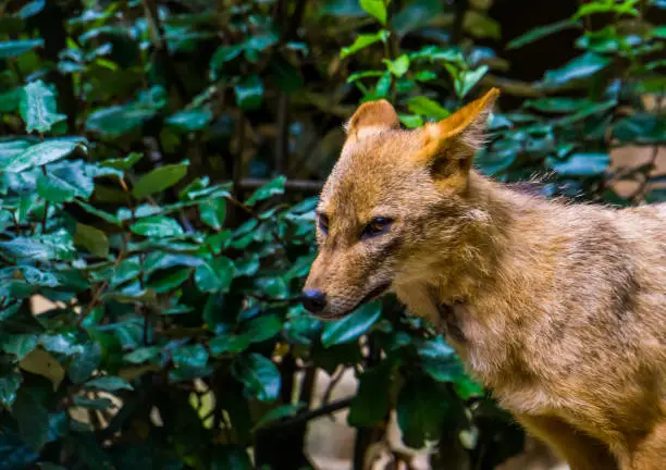 Photo of the face of a golden jackal in closeup, wild dog specie from Eurasia