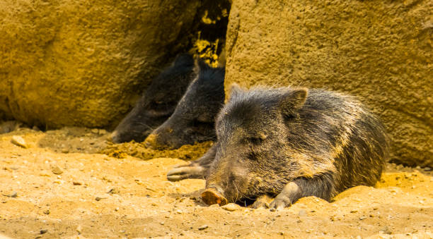 istock Collared peccary sleeping with 2 other peccaries in the background, Tropical animal specie from America 1204432356