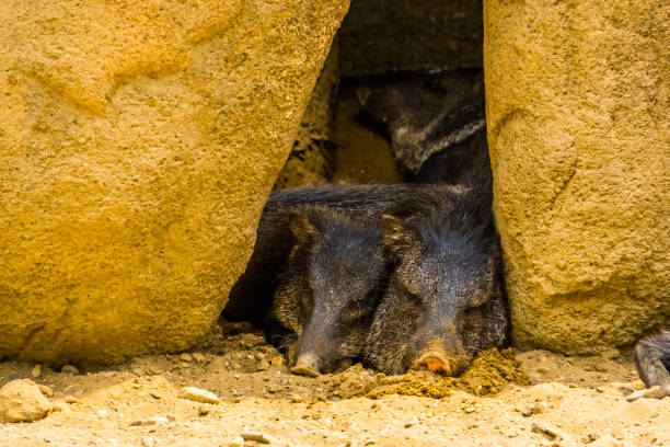 istock Collared peccary couple sleeping together, Tropical animal specie from America 1204432361