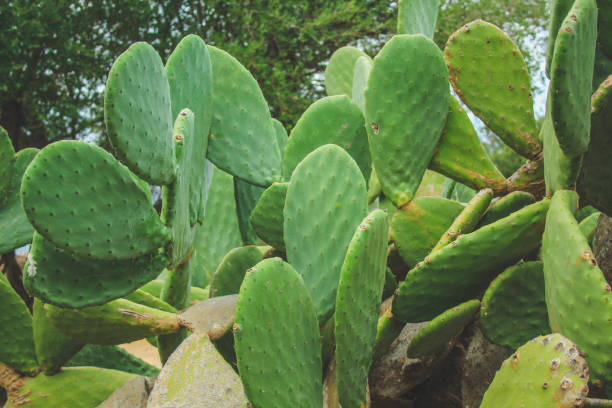 istock big green cactus in Mallorca, Spain 1204432999