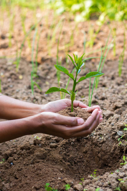 istock A woman putting Plant on the soil 1204433263