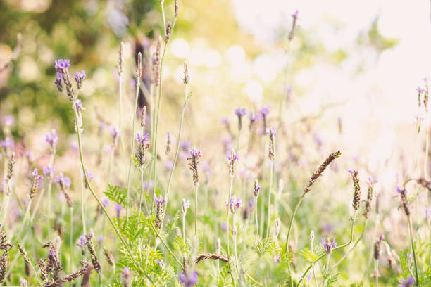 istock Lavender flowers in bloom, Violet flowers background 1204433344