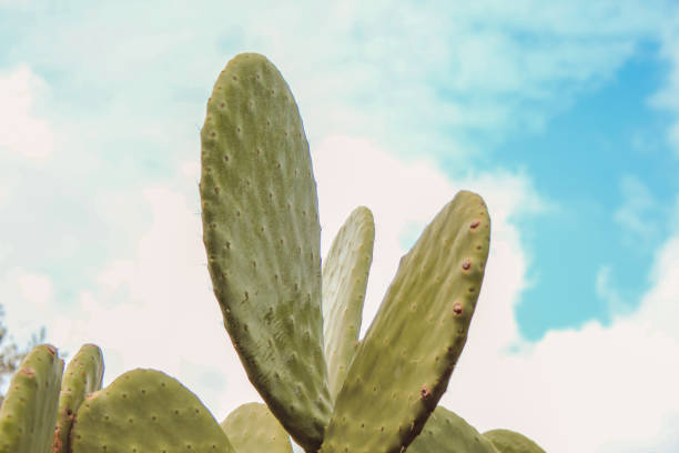 istock big green cactus in Mallorca, Spain 1204433995