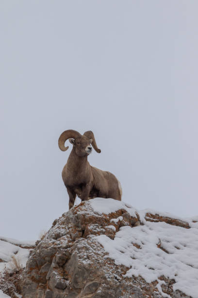 冬のビッグホーン羊ラム - bighorn sheep ram sheep winter ストックフォトと画像