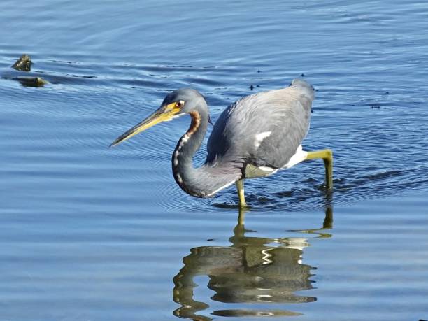 istock Tricolored Heron (Egretta tricolor) - foraging in a Florida lake 1204435046