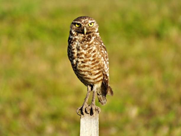 istock Burrowing Owl (Athene cunicularia) - perched on a wooden post 1204435404