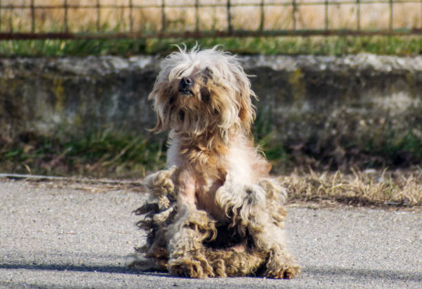 A sick dog abandoned on the streets. Abandoned stray dog sit on the road.