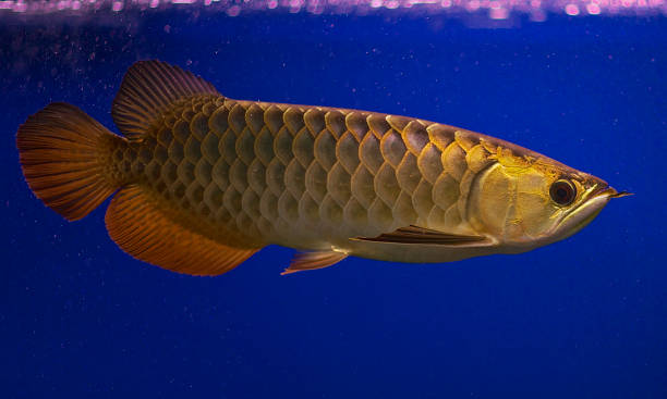 istock Red arowana the asian dragon fish on blue background. 1204437932