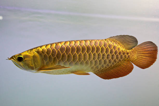 Arowana is sometimes called as dragon fish because it has scales that is colorful. Arowana is sometimes called as dragon fish because it has scales that is colorful. gold arowana stock pictures, royalty-free photos & images
