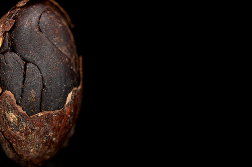 One whole fresh brown cocoa bean with cracked husk isolated on black glass